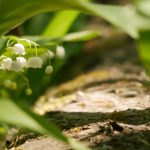 波多野结衣在线 mdmwin9w4